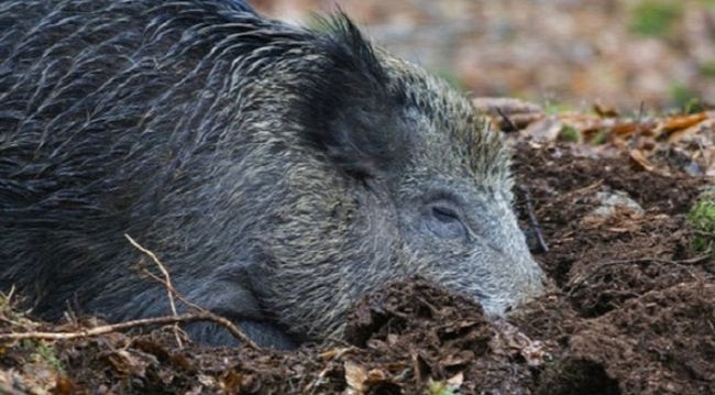 elpusztult vaddiszno